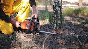 Best Tree and Shrub Care  in Augusta, GA
