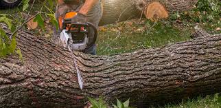 Best Lawn Dethatching  in Augusta, GA