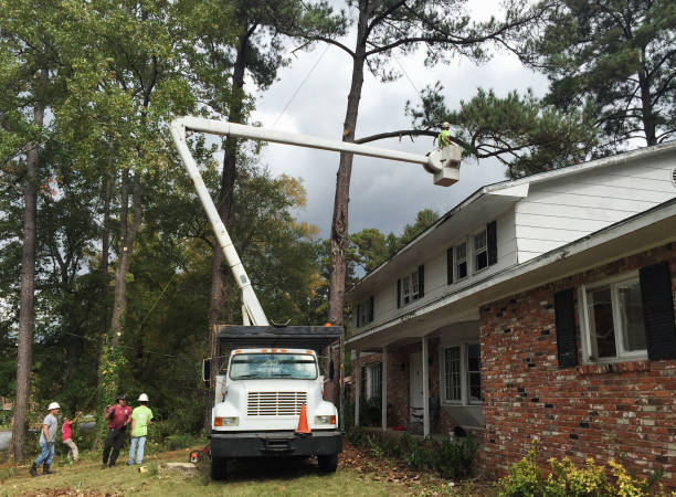 Best Fruit Tree Pruning  in Augusta, GA