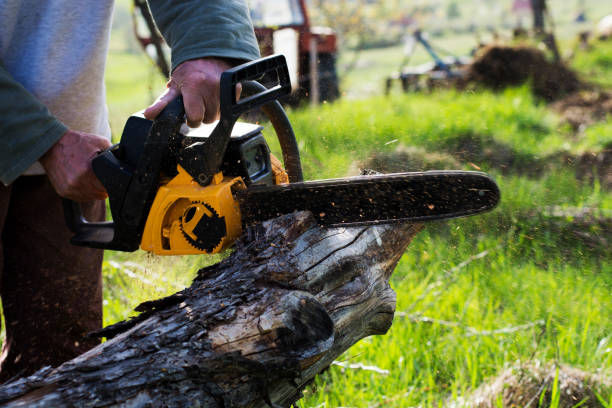 Best Arborist Consultation Services  in Augusta, GA